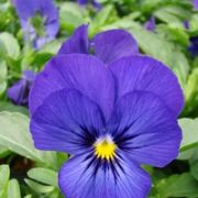 Viola cornuta Twix Deep Blue with Eye